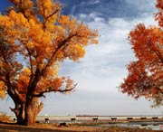 沙雅天气预报10天