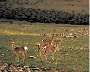 比如天气预报一周