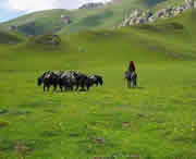 合作天气预报10天