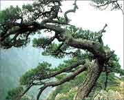 浦江天气预报10天