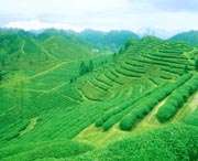 祁门天气预报10天