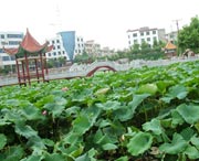 嘉禾天气预报10天