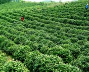 临湘天气预报10天