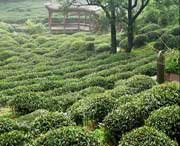 名山天气预报10天