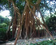 五华天气预报10天