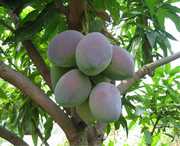 华坪天气预报一周